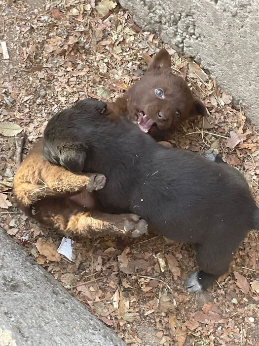 Милые щенки, полупородистые