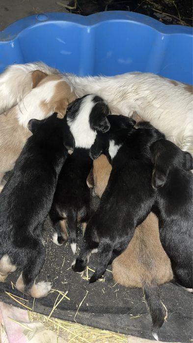 Англиски спаниель