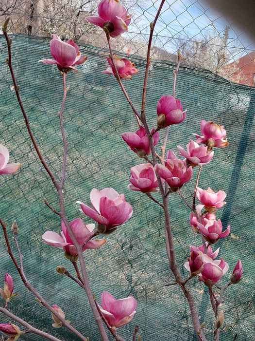 Vand puieti magnolie de 1an si 2 ani