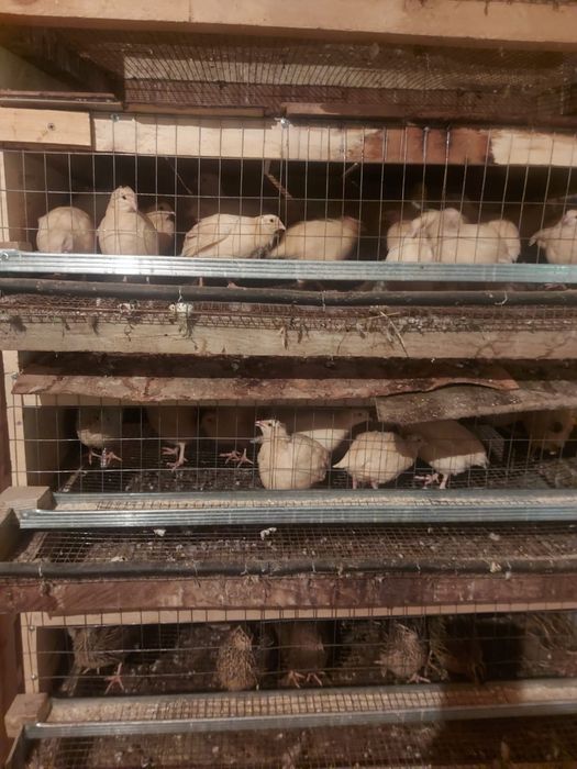 Техас фараон финикс бөденелері бар