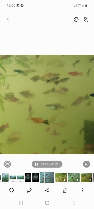 Меченосцы   аквариум  рыбки