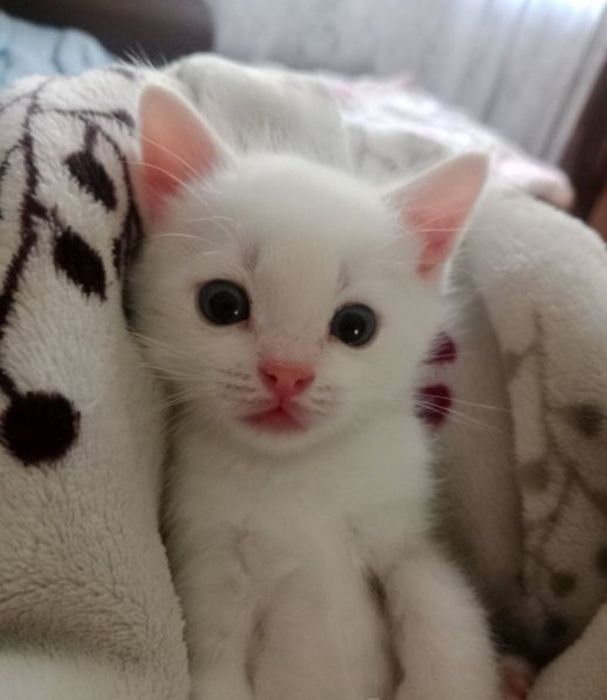 Котята Турецкая Ангора