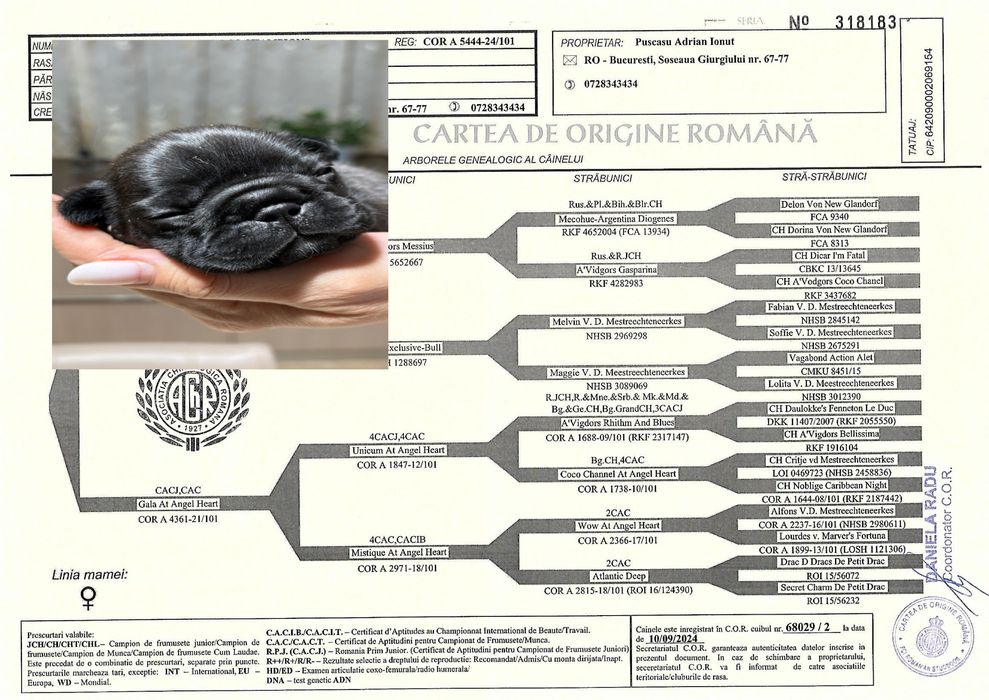 Pui Bulldog francez cu pedigree