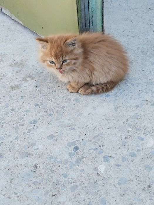 Отдам котят в хорошие руки