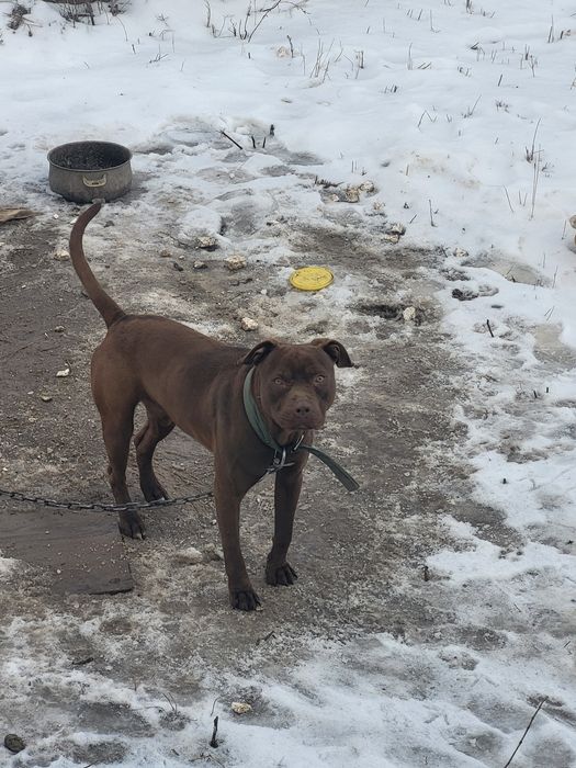 Пит бул Собака шинок