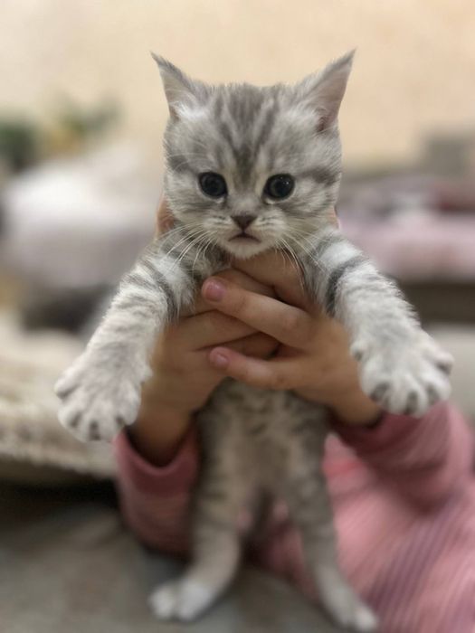 Котята скоттиш фолд