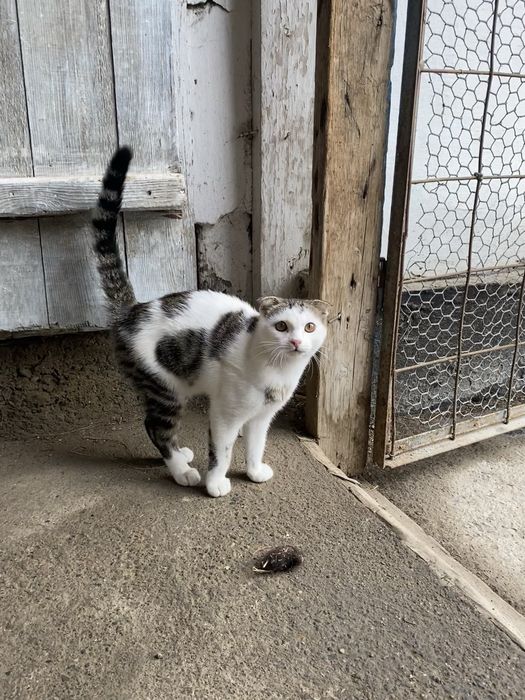 вислоухая кошка в добрые руки