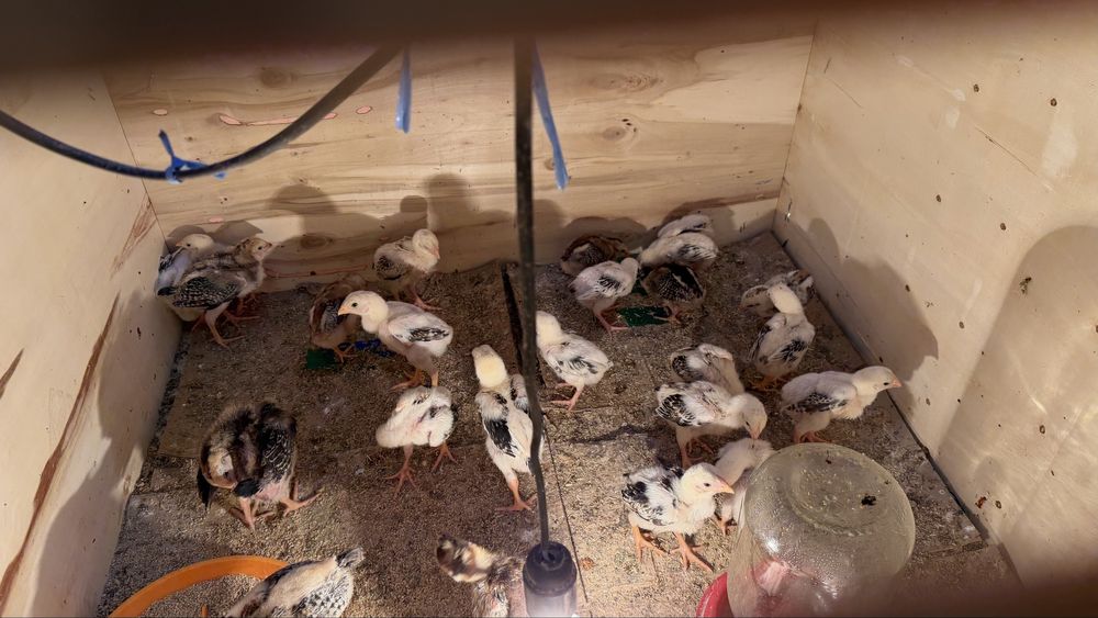 Шамо+Корея жужалари Сотилади 1 ойлик