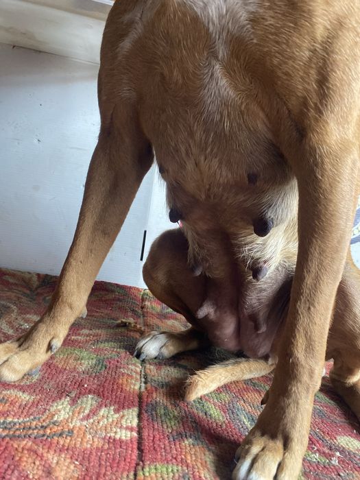 Кучук пидбул айол