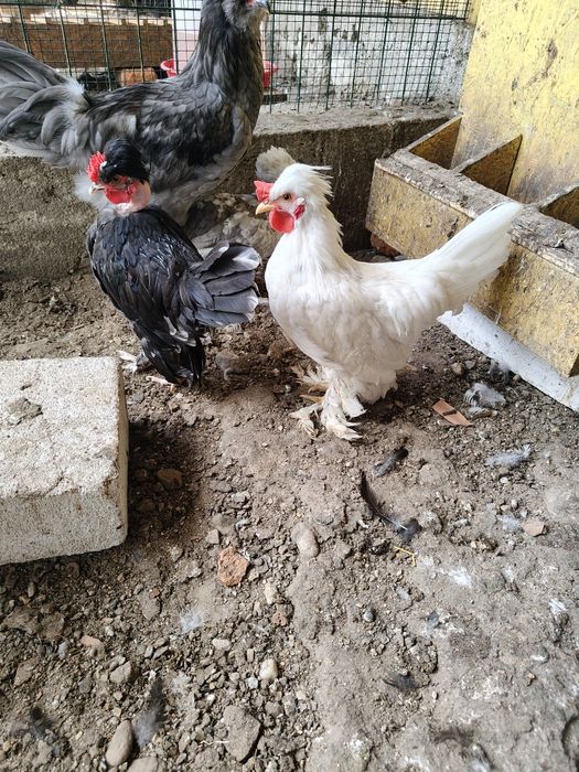 Cocoșel pitic golaș, moțați încălțați!