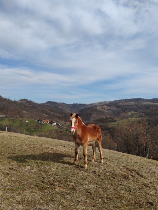 Vând mânz armăsar
