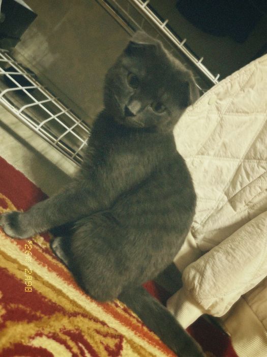 Шотландский вислоухий котёнок