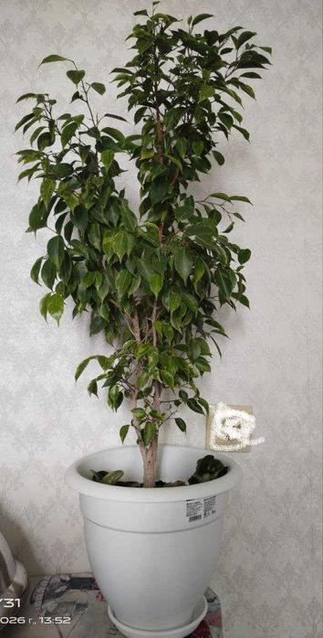 Продам Цветы, Разные