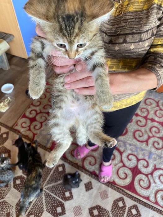 Отдам котят в хорошие руки