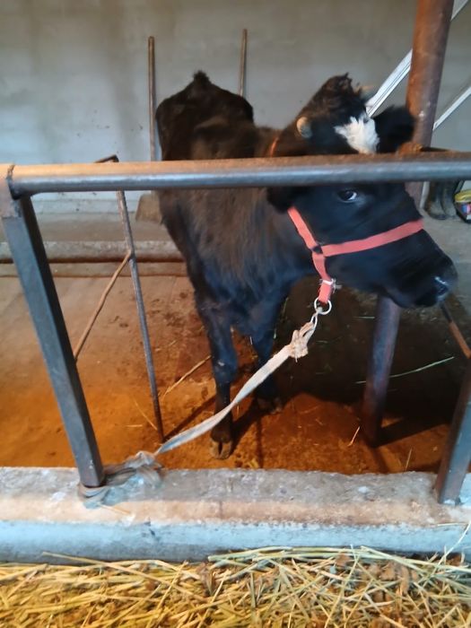 Таналар сатылады .