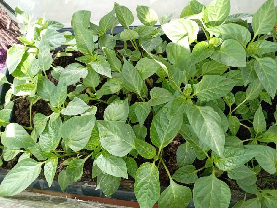 Рассада помидор, сладкого перца.