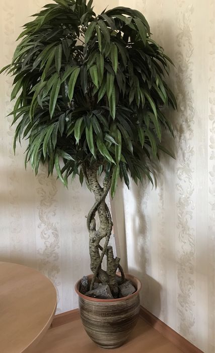 Растение искусвенное (дерево)