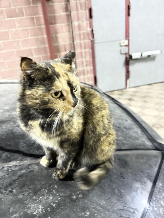 Стерилизованная кошка