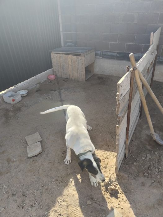 Собака, 6 месяцев