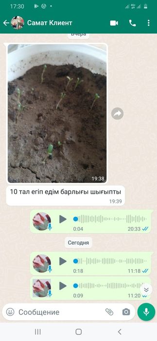 Семена люцерно  жонышка урыгы
