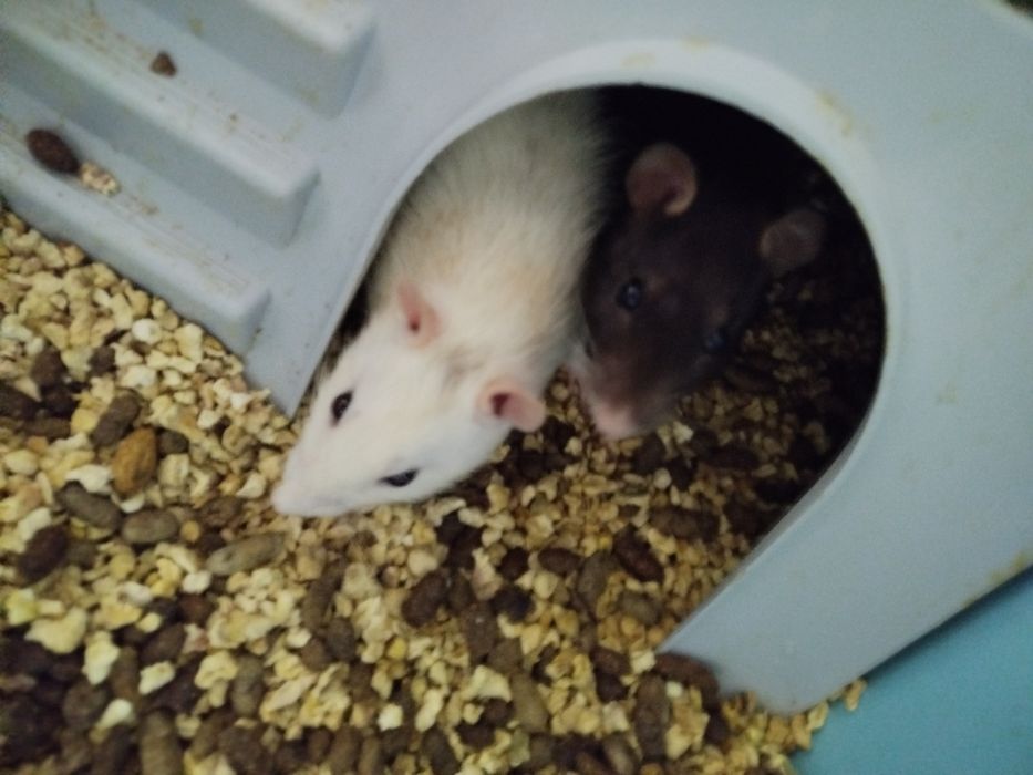 Отдам двух крыс бесплатно