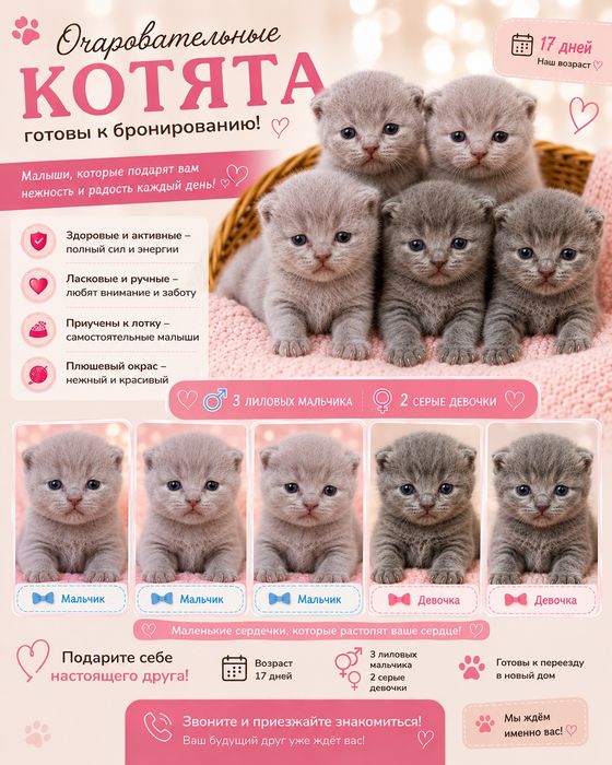 Продаются котята