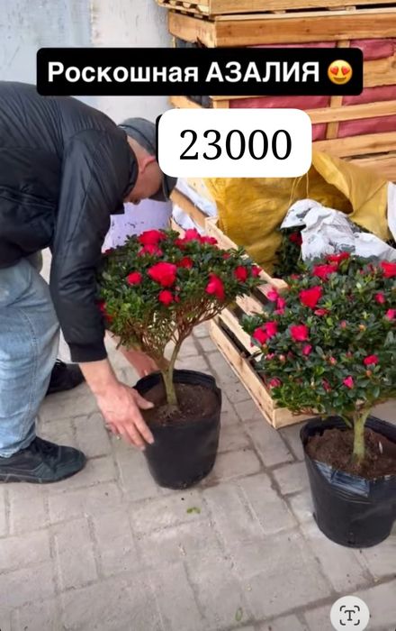 Комнатные цветы Азалия