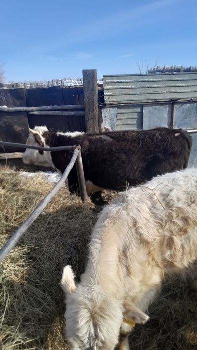 Продам быков 2 годовалые жирные