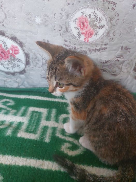 Отдам котенка (девочка )