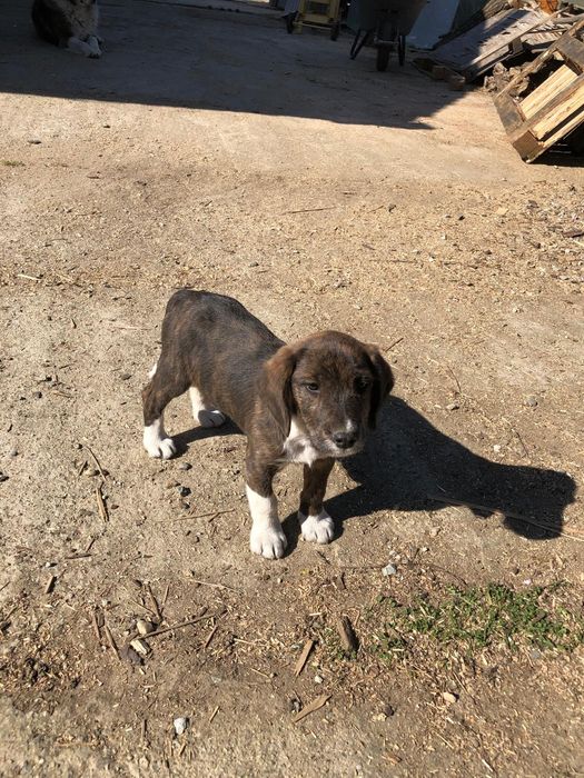 Câine metis beangle