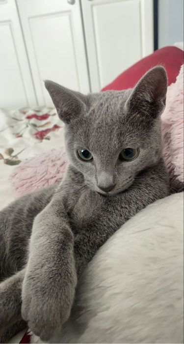 Продам метиса  котёнка