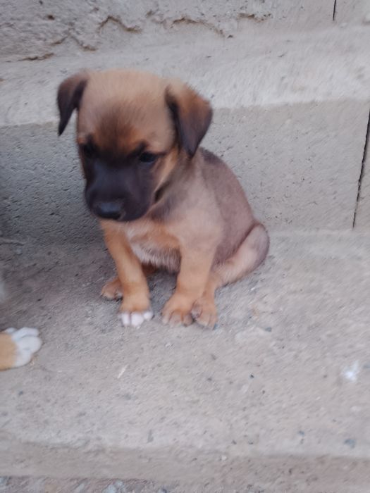 Am 6 pui de 5 săptămâni care își caută o familie iubitoare. Pentru mai multe informații, vă rog să mă contactați la numărul de telefon: 0745214663.