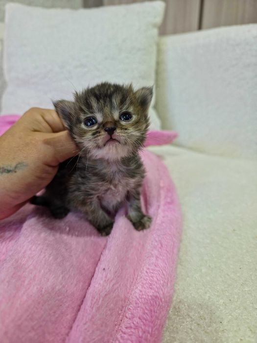 Отдам котят в любящие руки.