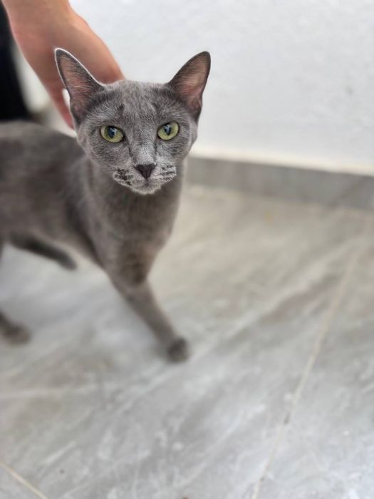 Котенок девочка серый