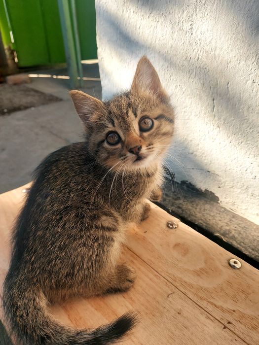 Отдам котят в Очень ДОБРЫЕ РУКИ !