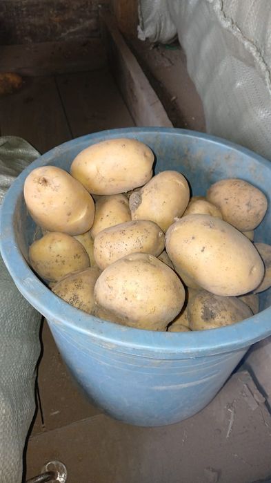 Продам картофель