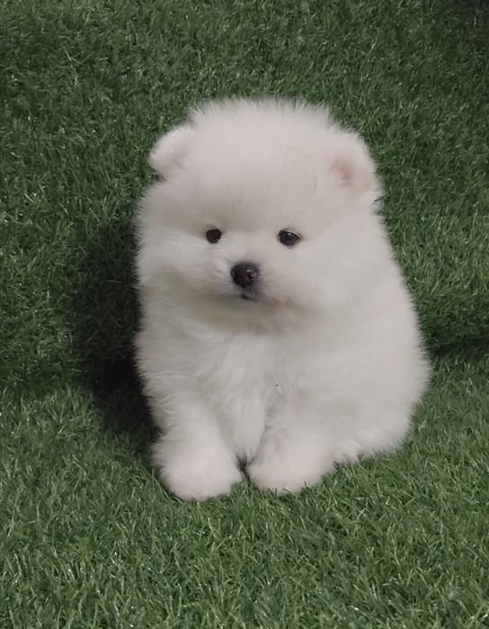 Щенки мини шпица разных окрасов