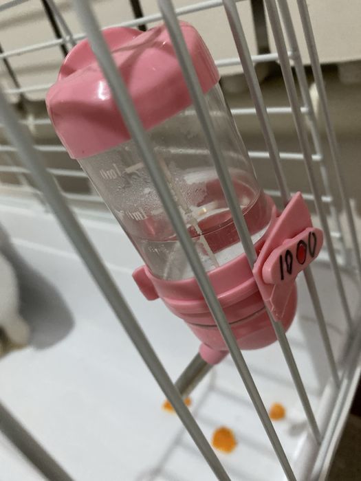 Кролик домашныйыы