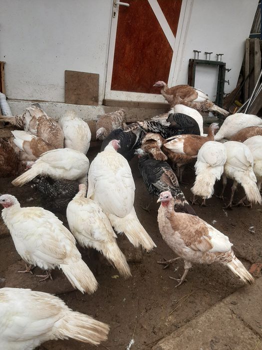 Curcani si curci românești  crescute la tara.