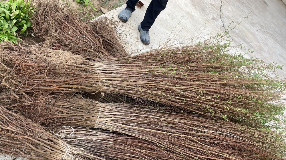 Тополь, Вязь и слива