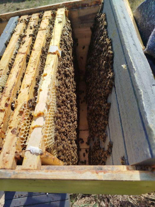 Vând 10 familii de albine la alegere din 20