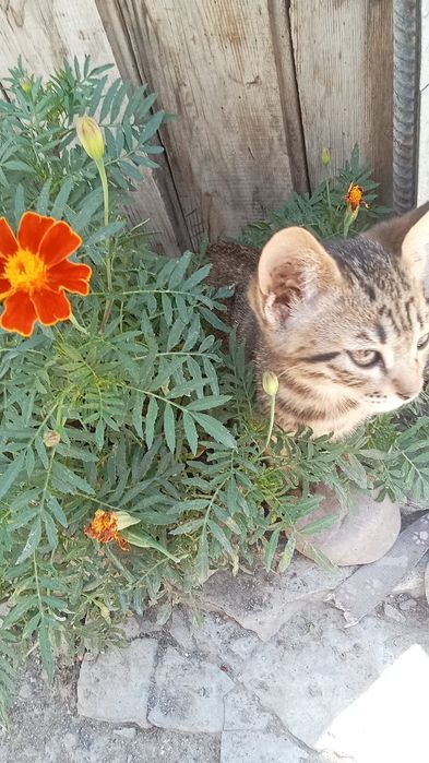 Отдам в добрые руки кошечку