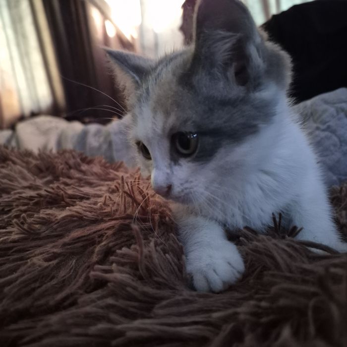 Отдаём котят в хорошие руки