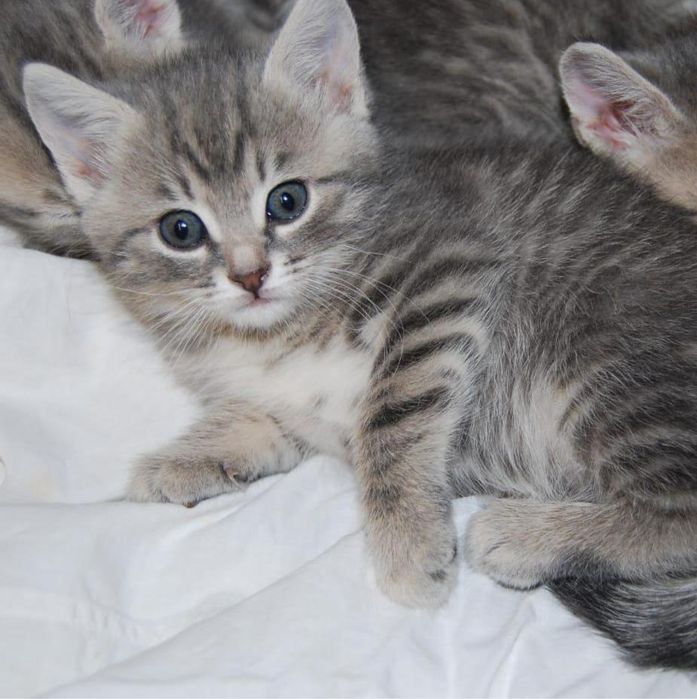 Роскошнейшие Котята