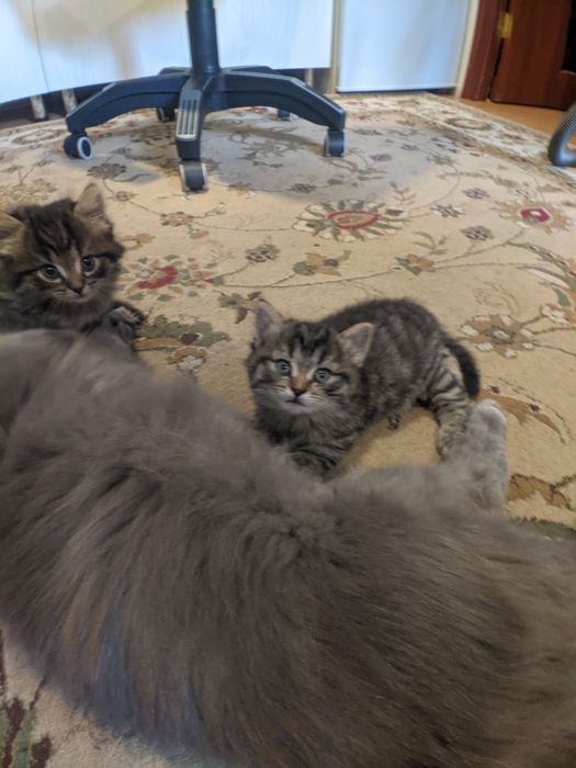 Котёнок в добрые руки