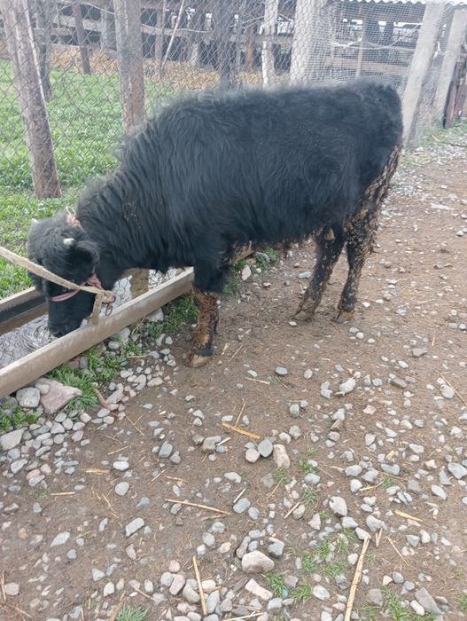 Бұқашық сатылады.