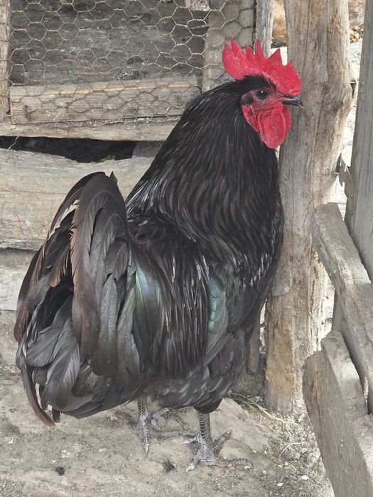 Vând găini de matase si australorp