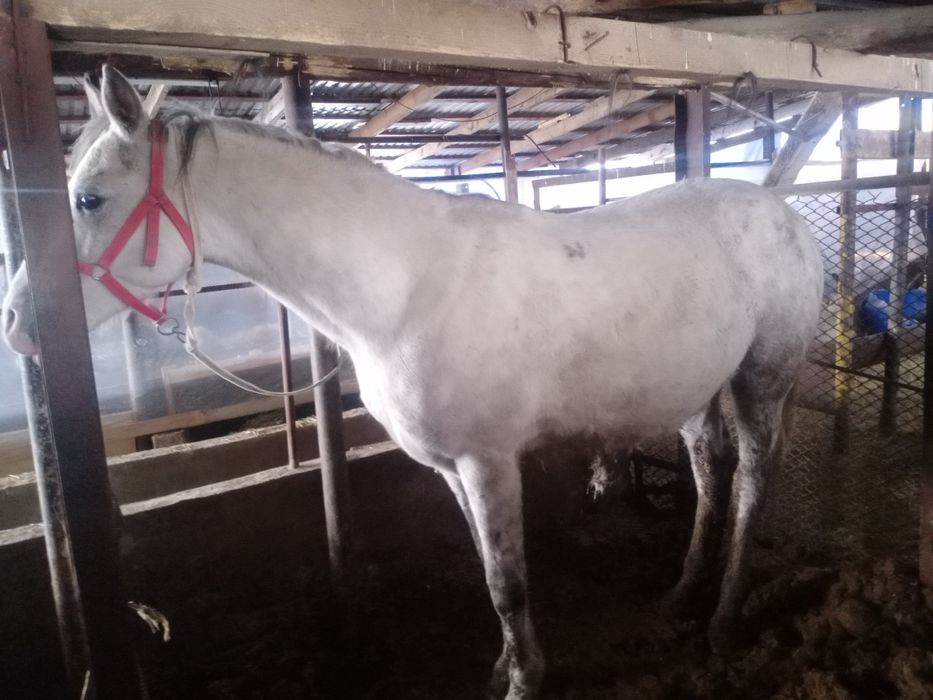 Айғыр 6 жасар жуас