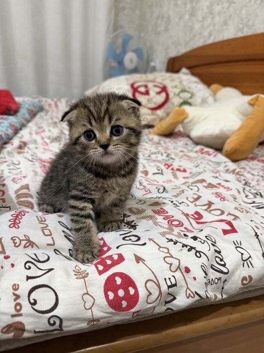 Котята вислоухие