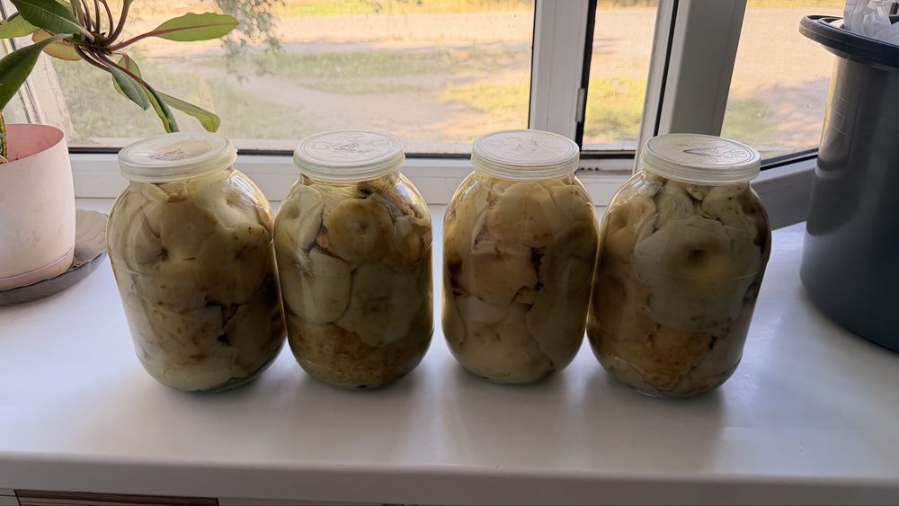 Грибы грузди Каркаралинские